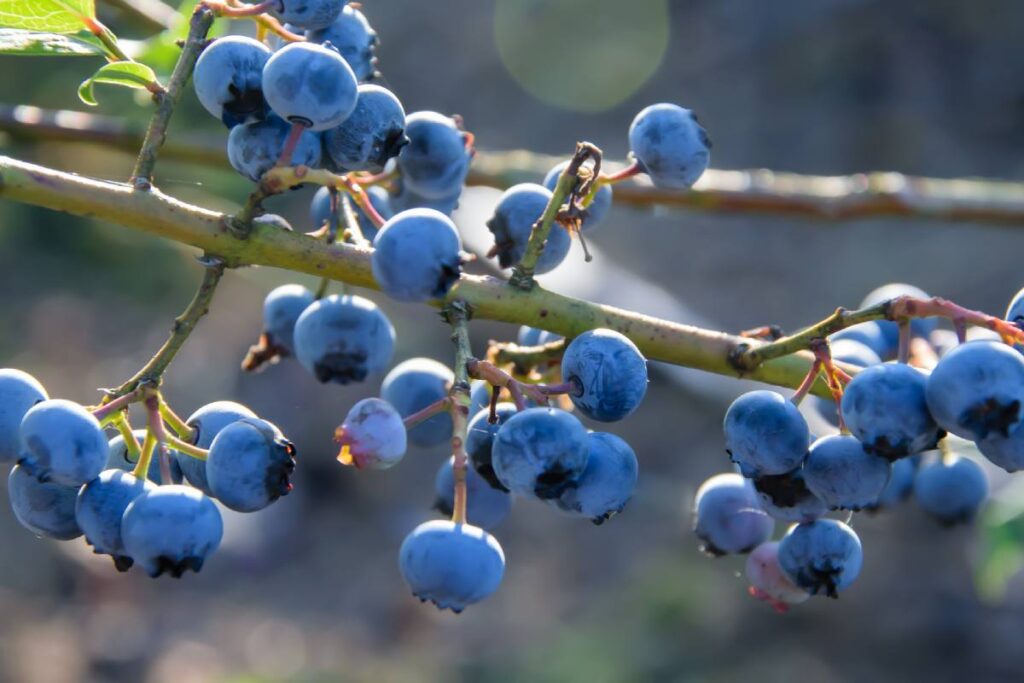 Opinion | Genetics, scale, and strategy: The three decades shifting Mexican blueberries