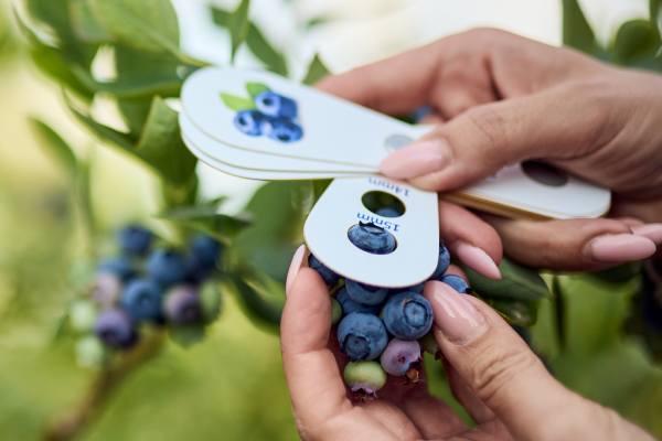 Mexican blueberries