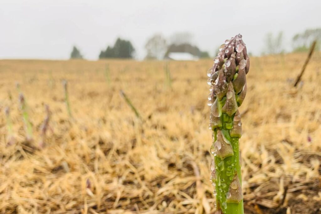 Michigan asparagus wraps successful 2026 season betting on digital-first approach to boost consumer demand