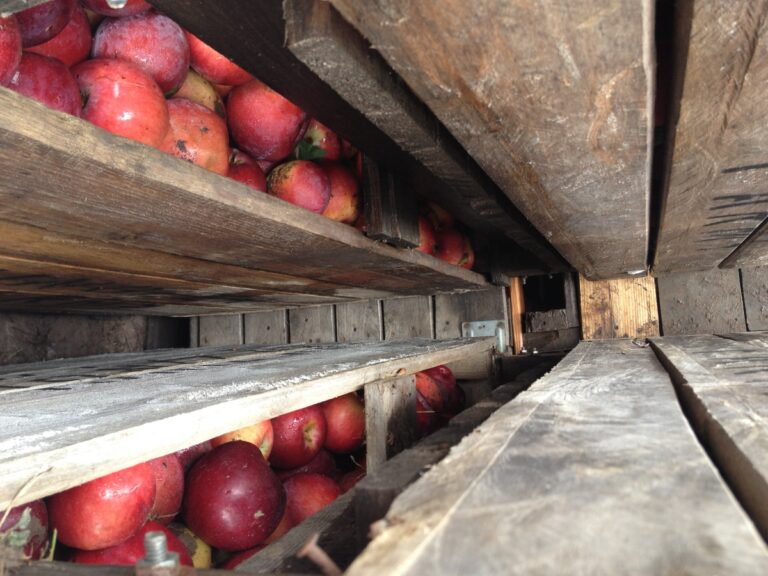 New York apple