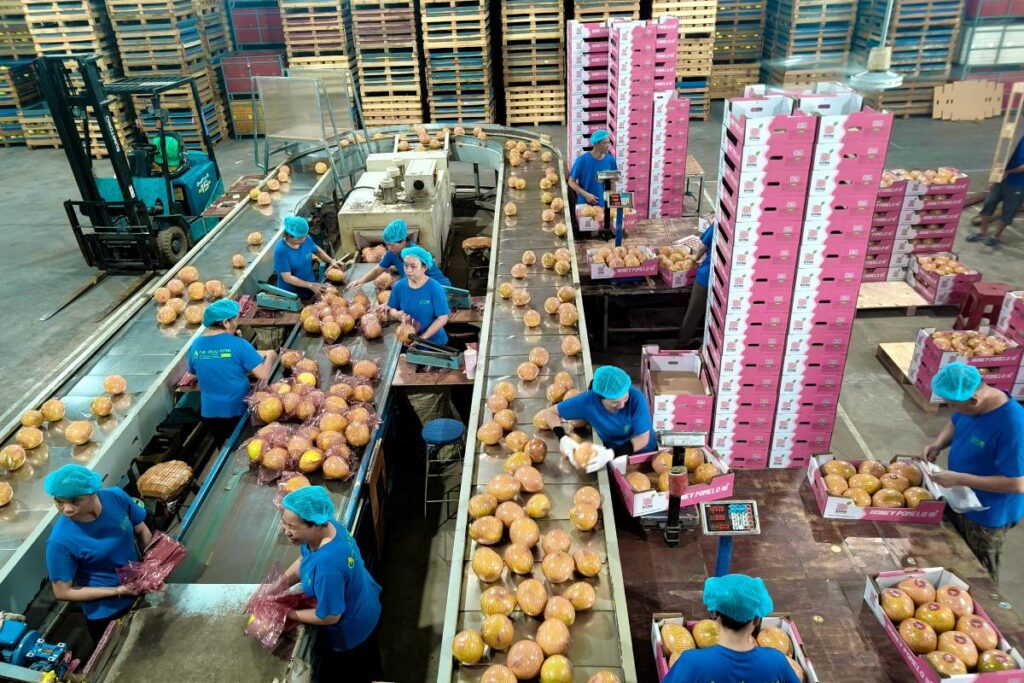 China kicks off pomelo export season as quality standards rise