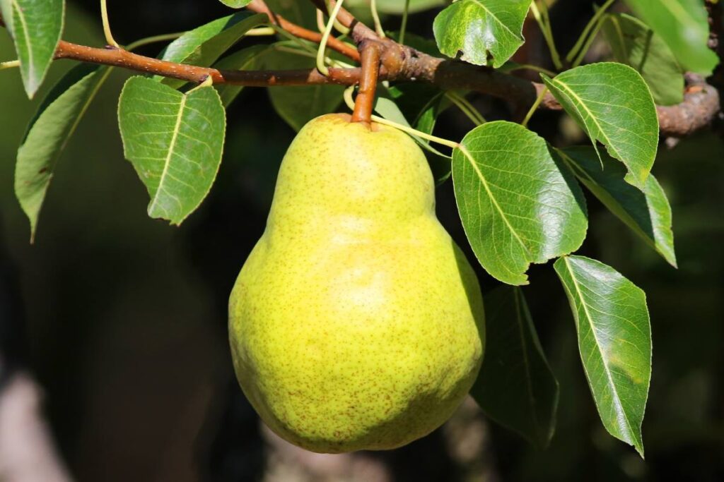 Oregon pears fight for their life