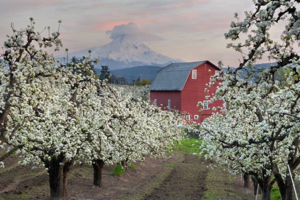 oregon pear farm
