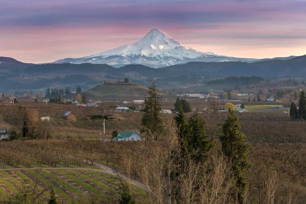 oregon pear orchard