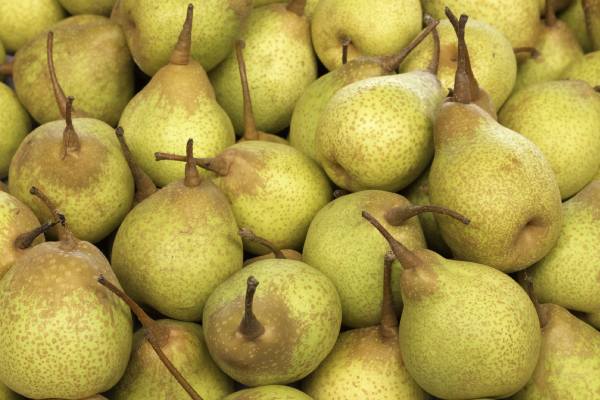 Argentine pears, potentially