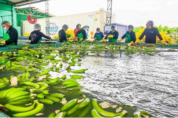 Peruvian banana exports to china