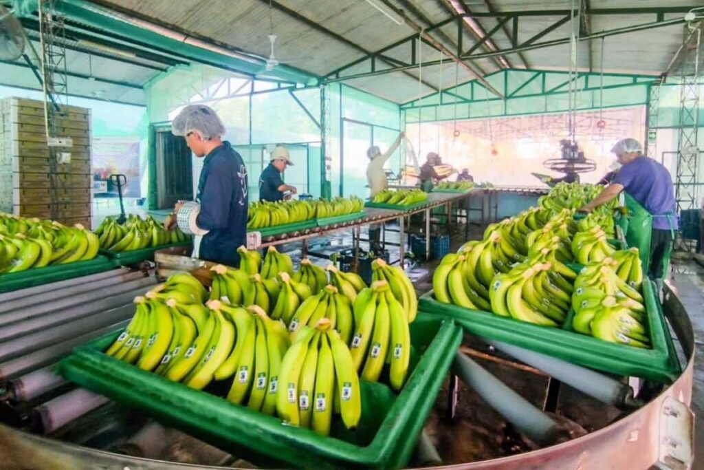 Peru debuts banana exports to China