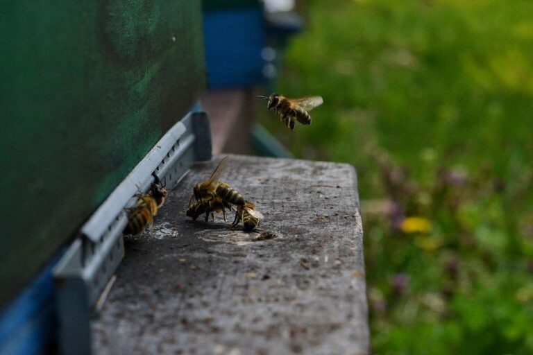 Honey bees can detect virus-contaminated food
