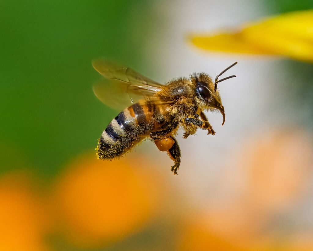 Honey bees can detect virus-contaminated food, study finds