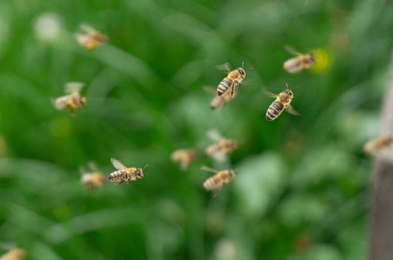 Honey bees can detect virus-contaminated food