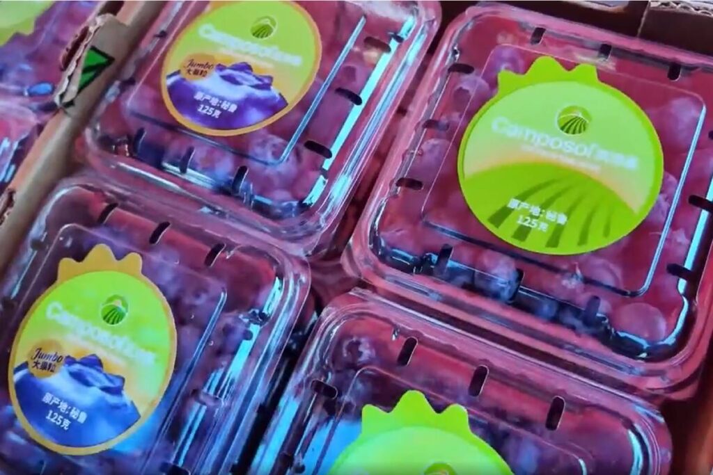 Camposol starts the 2026/27 season with new blueberry rebrand in China 