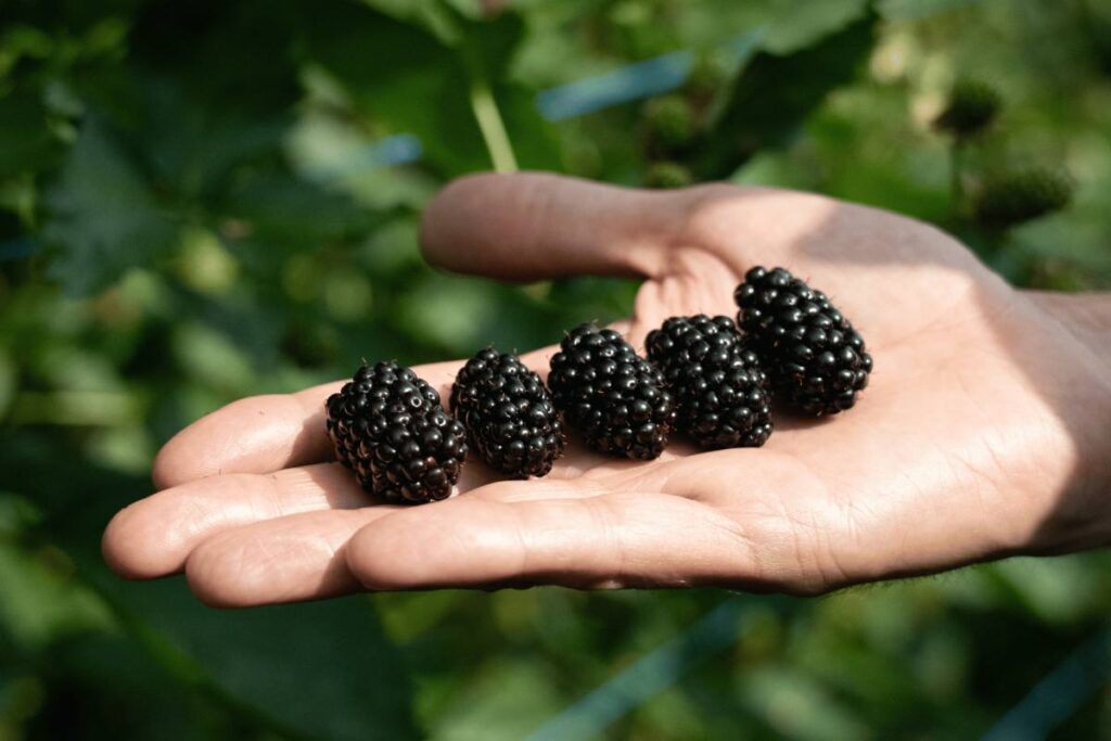 Serbian berry industry bets on fresh markets and modern genetics