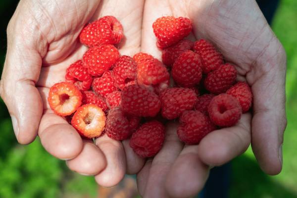Serbian berries