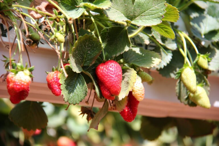 winter strawberry