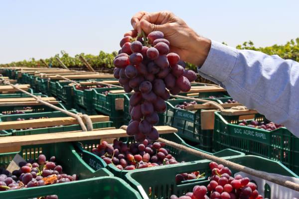 Brazilian table grapes affected by tariffs 