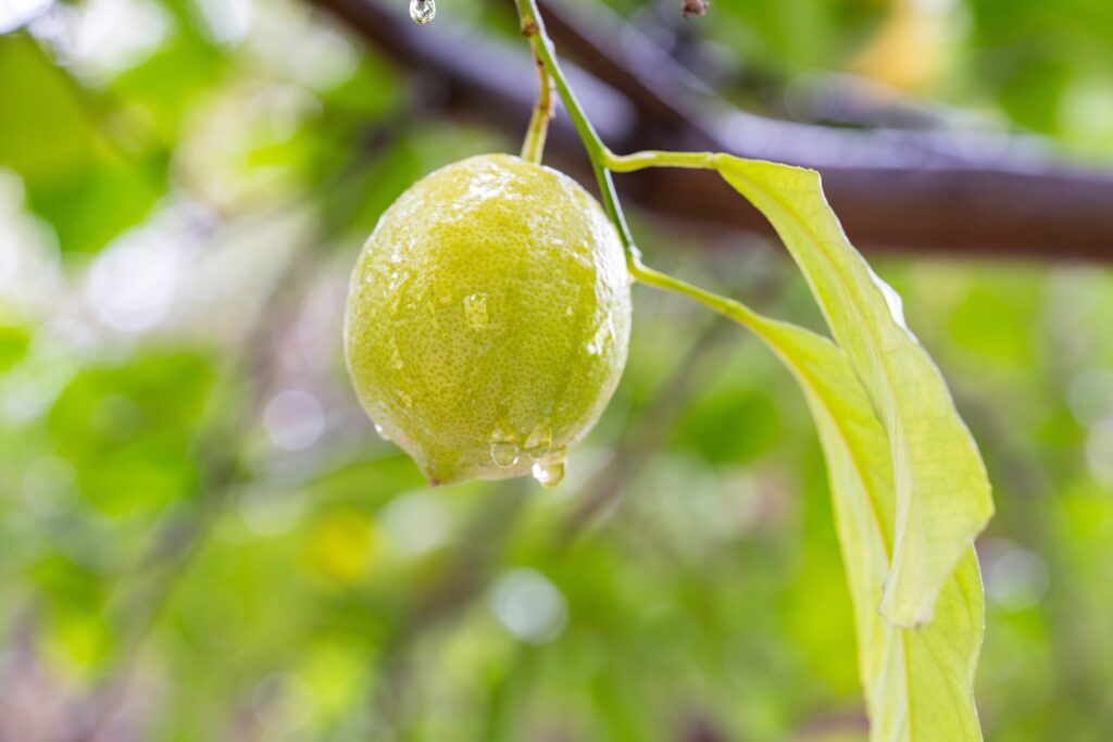 South African lemons see earlier, bumper crop