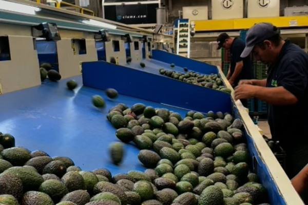 State of Mexico avocados