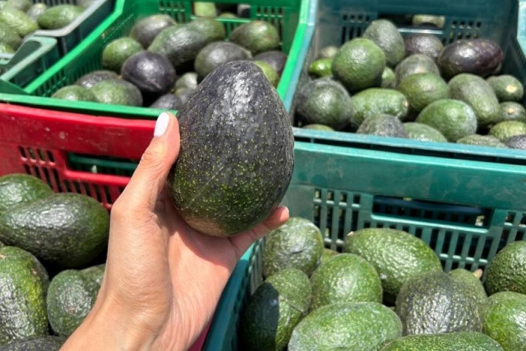 Avocado producers in the State of Mexico await US authorization to begin exports