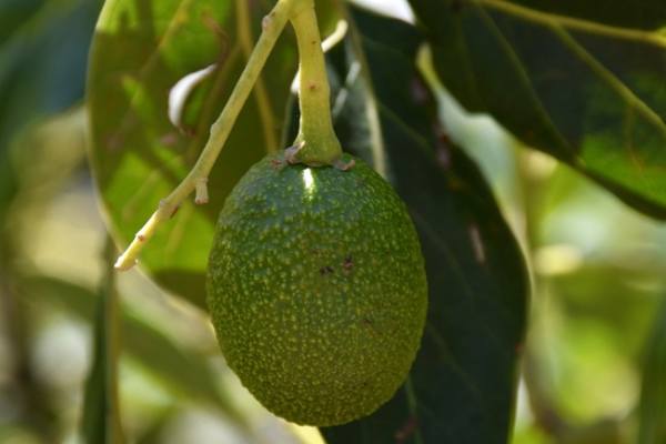 State of Mexico avocados