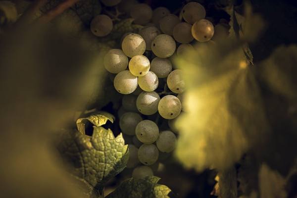 table grapes