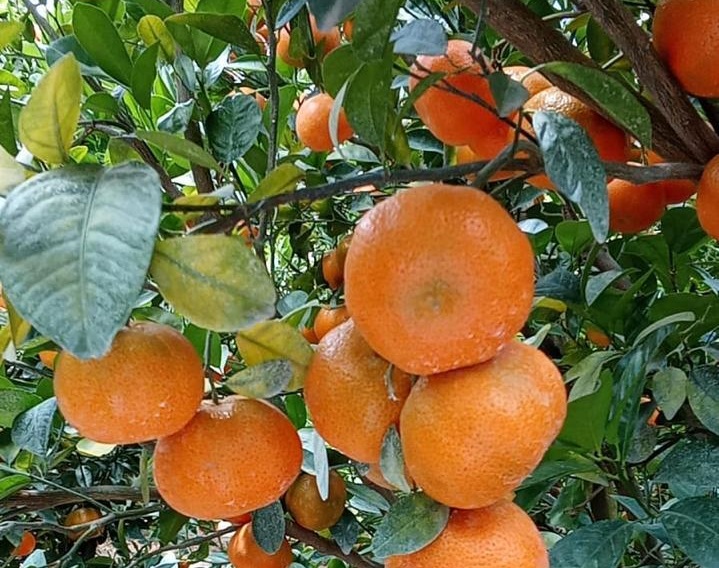 Tango mandarins for the US