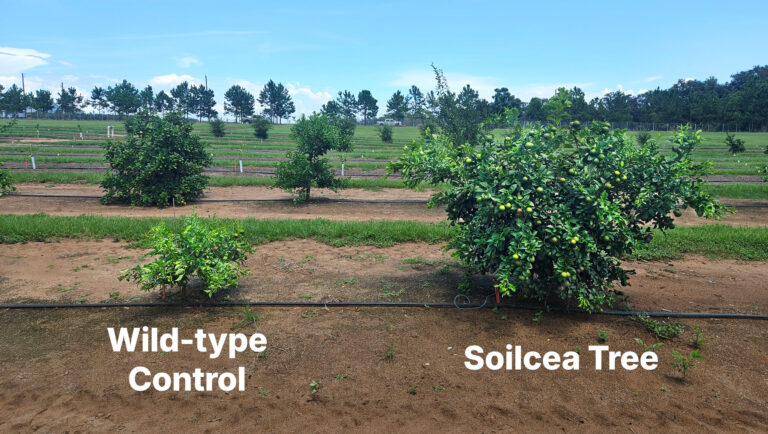 Soilcea rootstock