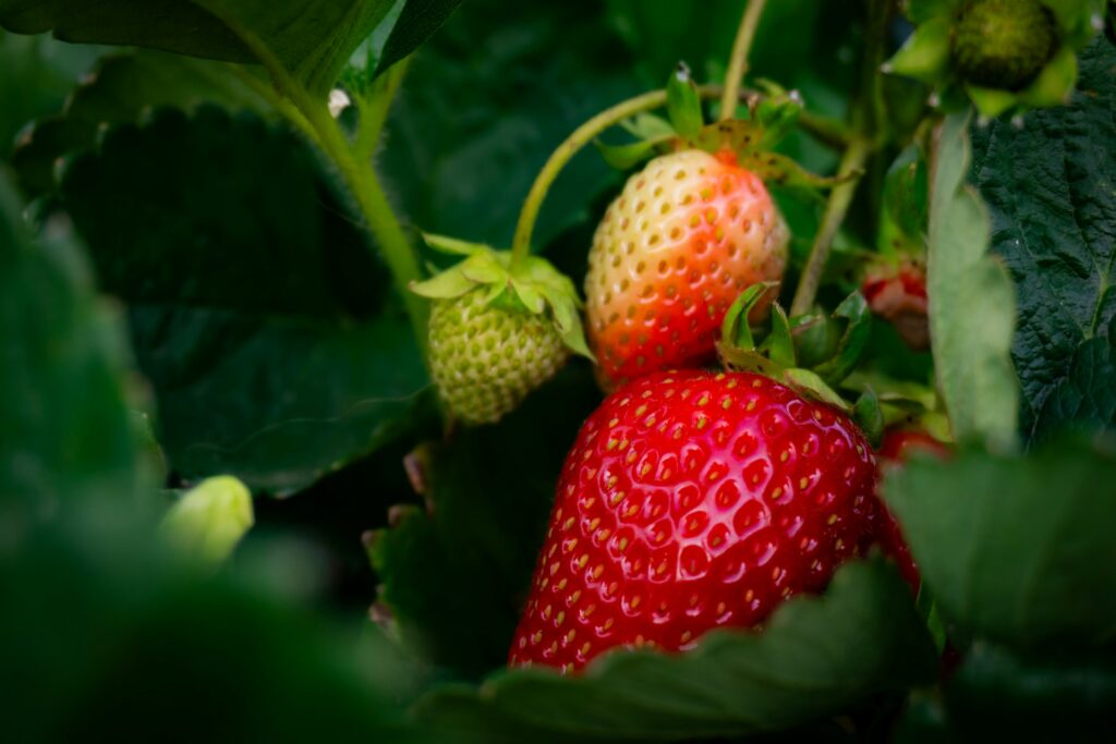 ITC confirms injury in winter strawberry antidumping case