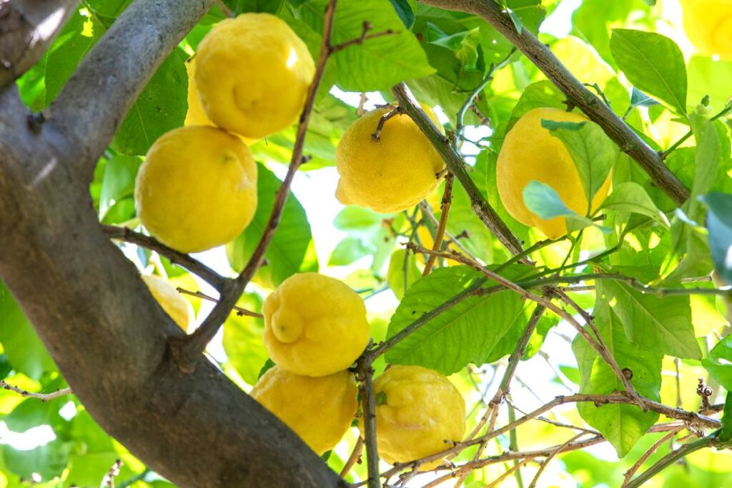 Trombolotto lemons: An historic Italian legacy ready to be squeezed