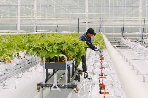 windset farms greenhouses