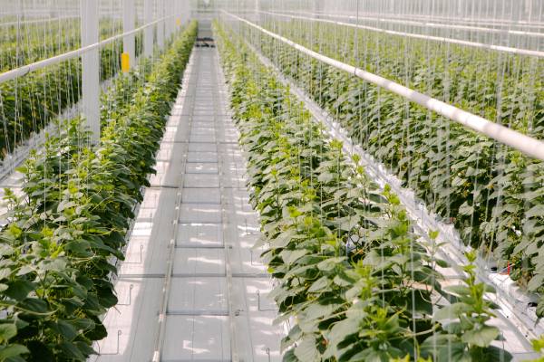 windset farms greenhouses