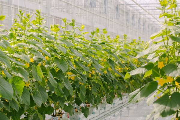 windset farms greenhouses