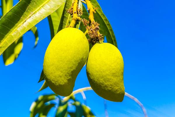 Dominican mango