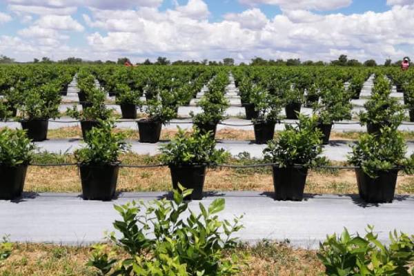 zimbabwe blueberries