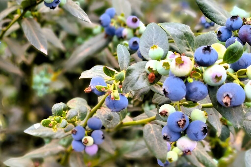 Zimbabwe's blueberry exports debut in China