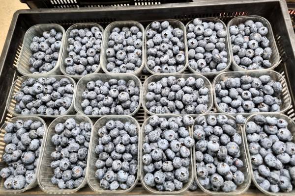 zimbabwe blueberries