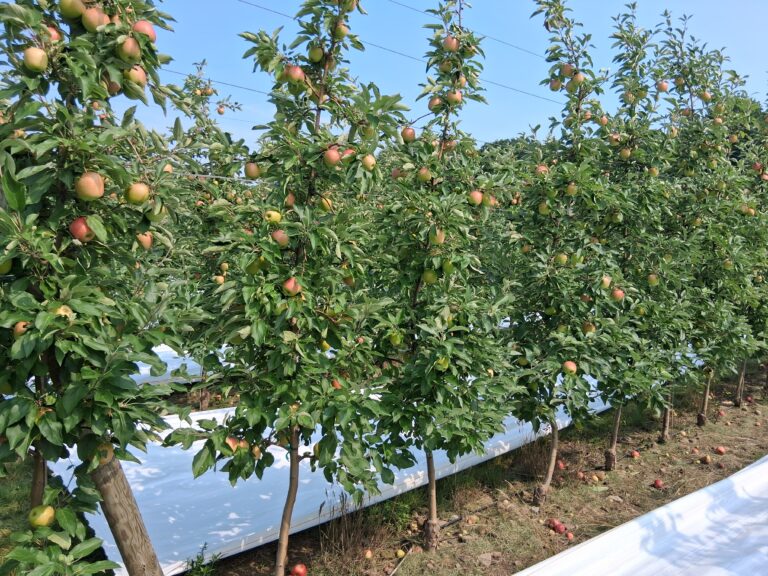 New York apple orchard
