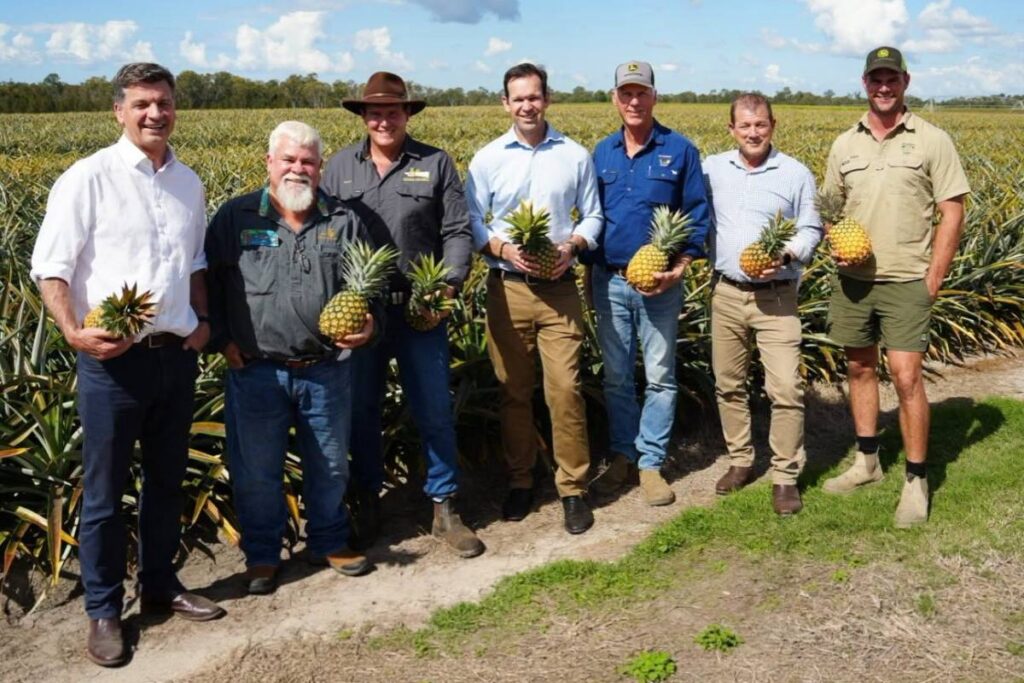 Australian pineapple growers raise the alarm over potential Indian and Indonesian imports 
