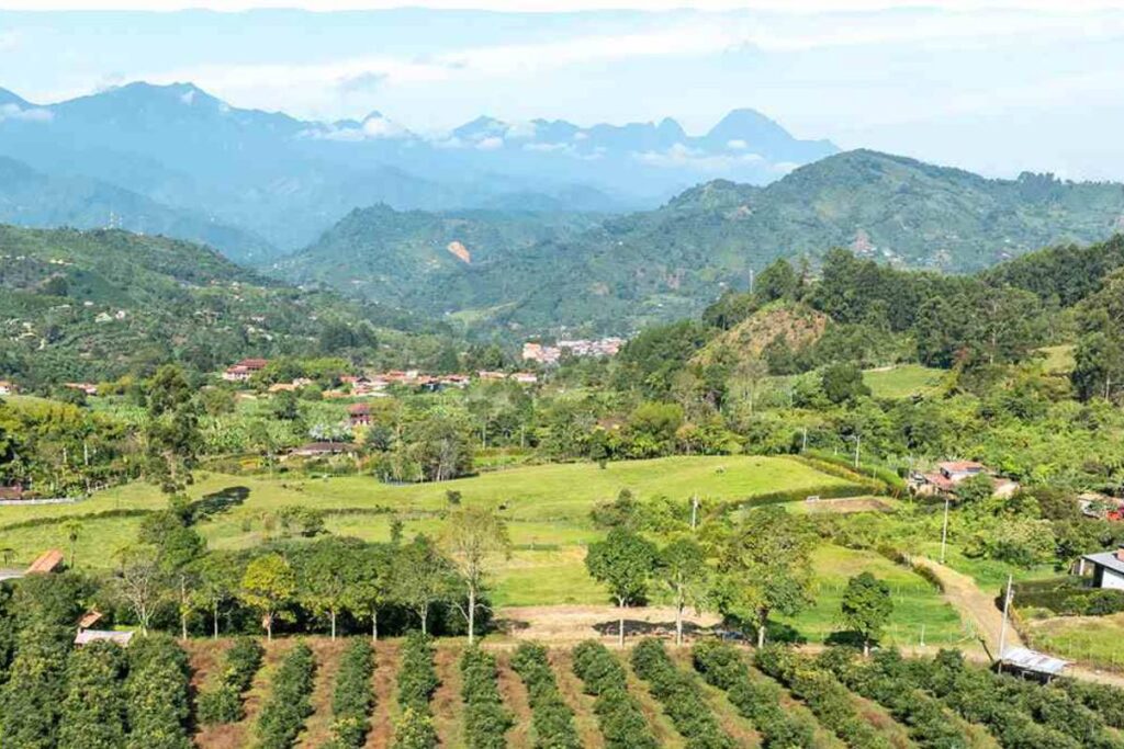 Industry operations largely unaffected following earthquake, says Colombia Avocado Board 