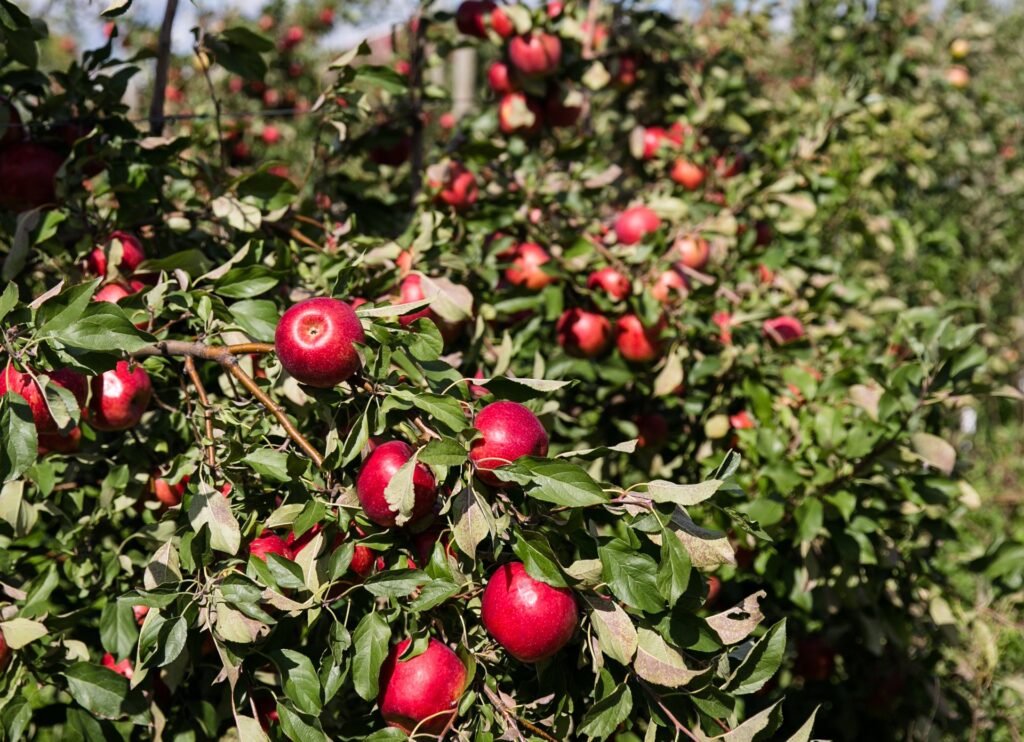 Honeybear’s First Kiss apple to kick off fall season