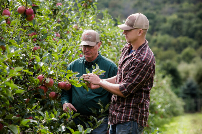 Honeybear First Kiss apple orchards