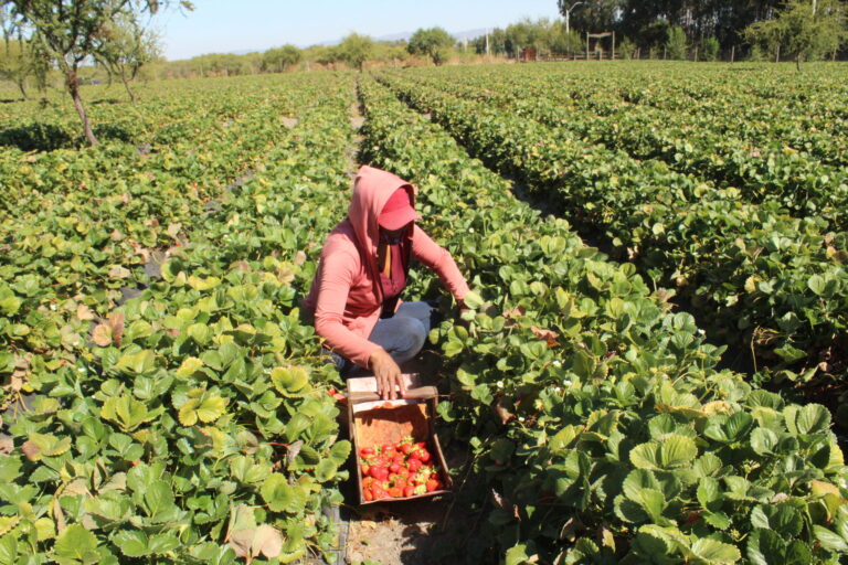 Strawberry fields