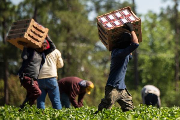 H-2A farmworkers