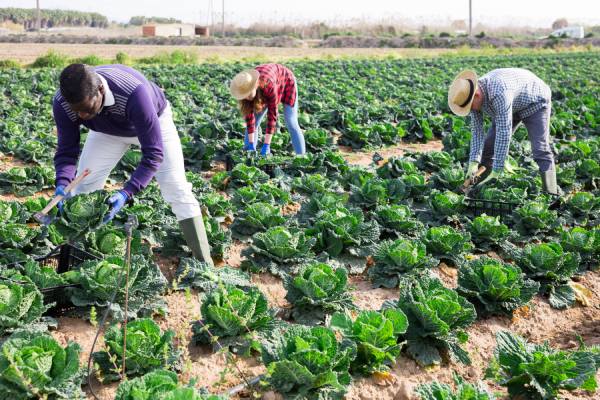 H-2A farmworkers