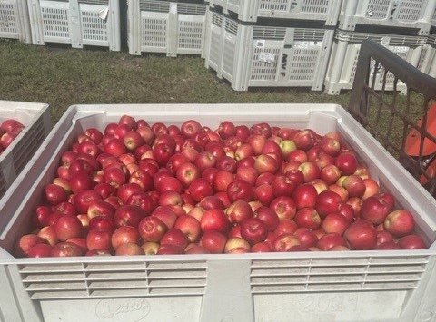 Honeybear First Kiss apple