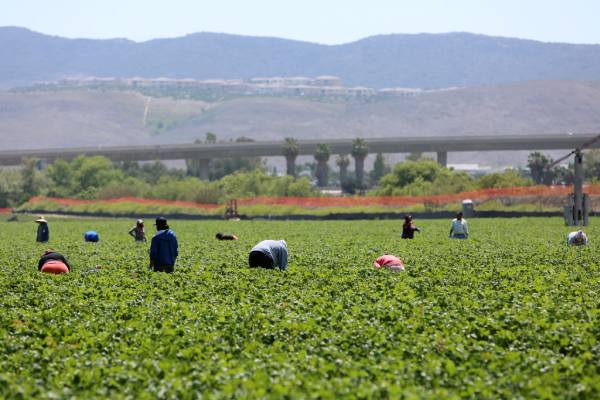H-2A farmworkers