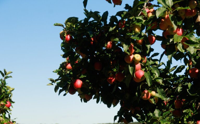 Michigan apple
