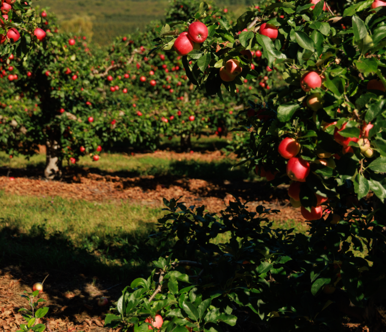 Michigan apple