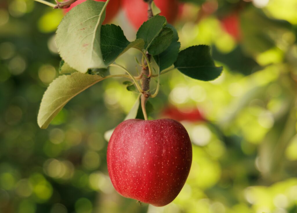 Resilient Michigan apple season underway despite weather challenges