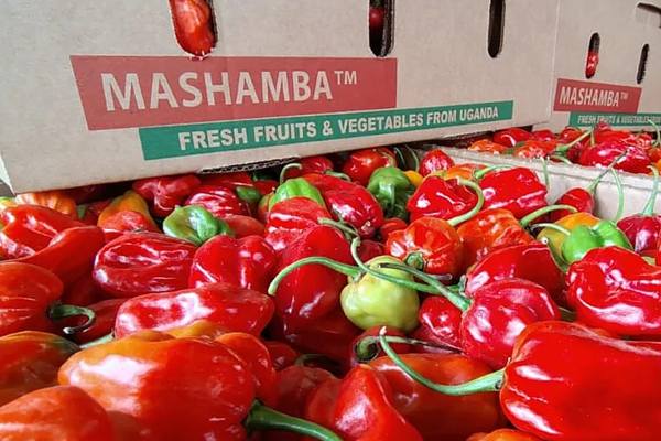 Mashamba produce exports to the gulf