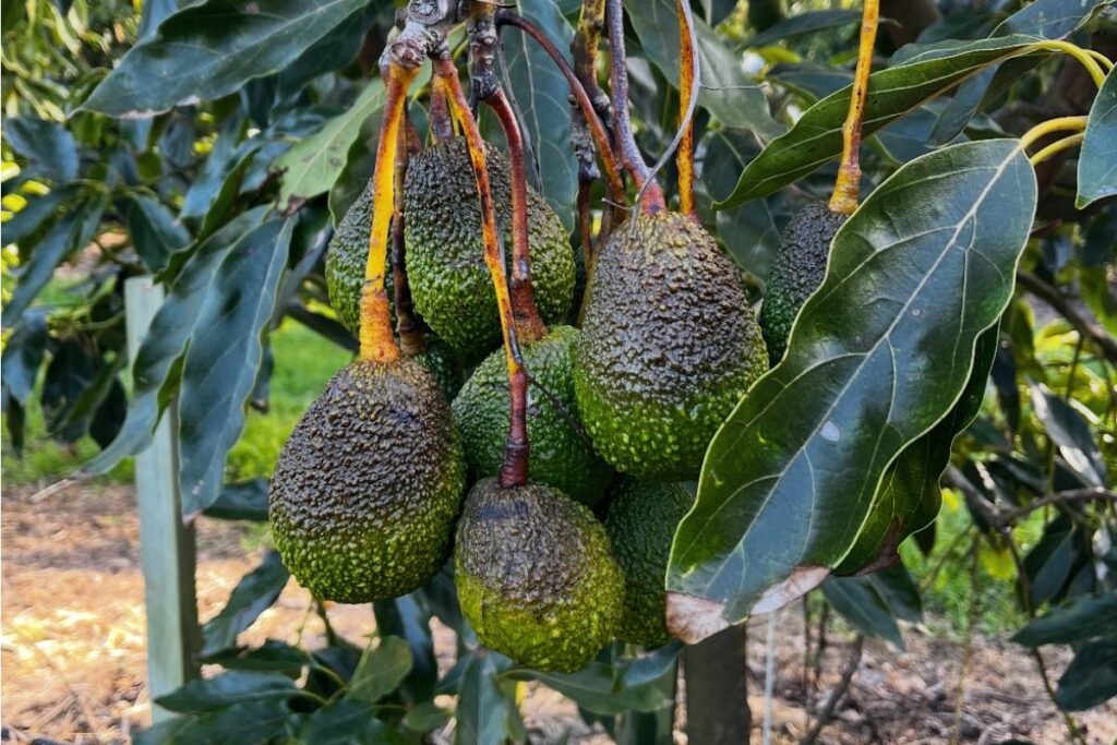Severe frost event leaves New Zealand avocado growers scratching their heads